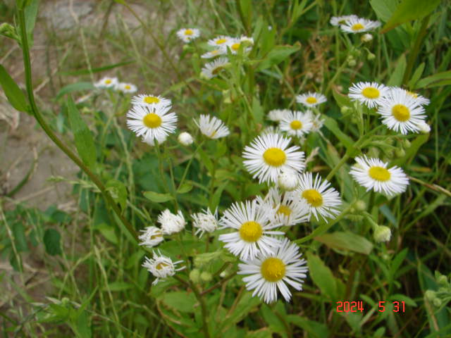 harujion