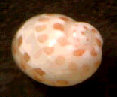 hourou_idx001001.jpg