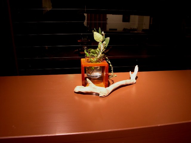 DSCN4967.jpg