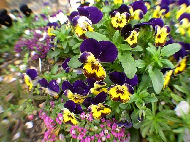 DSCN6323.JPG