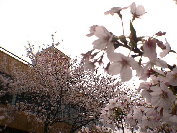 DSCN6337.JPG